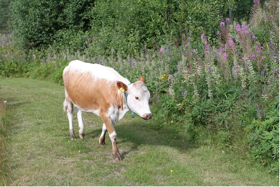 kossa på grönbete